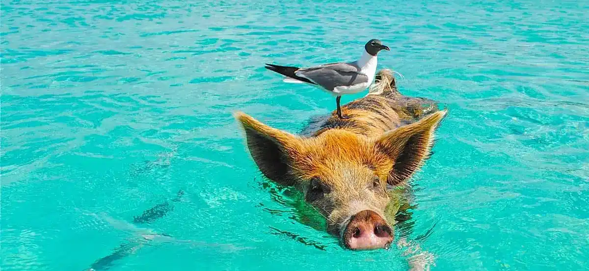Day 3: Exuma Cays Adventure | AquaJade Travel Agency