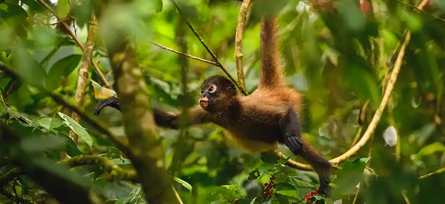 Day 7: Amazon Adventures | AquaJade Travel Agency