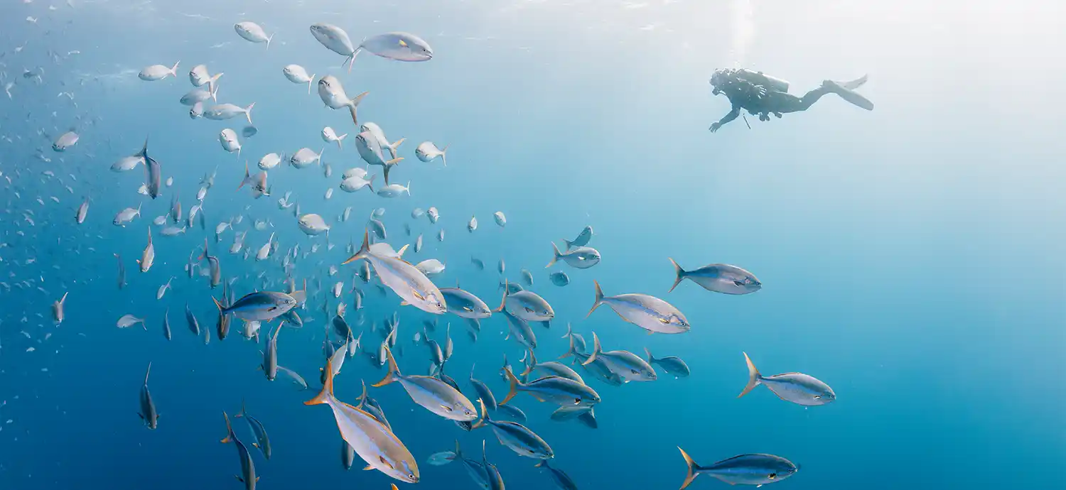 DAY 4: Guided Snorkeling Tour at Coral Gardens Reef | AquaJade Travel Agency